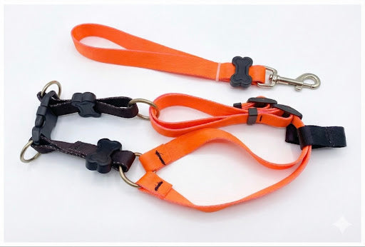 Guia Tradicional Reg C/guia P